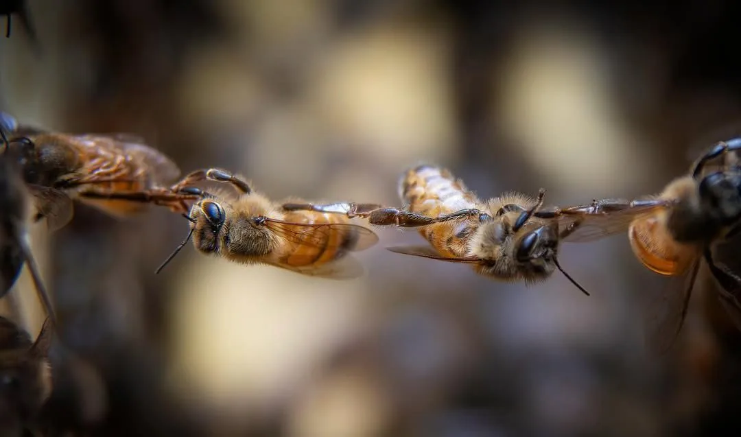 Api nell'arnia Vie del Lago: apicoltura stanziale nell'Oasi di Conza della Campania